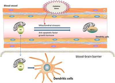 Protective Mechanism of Humanin Against Oxidative Stress in Aging-Related Cardiovascular Diseases